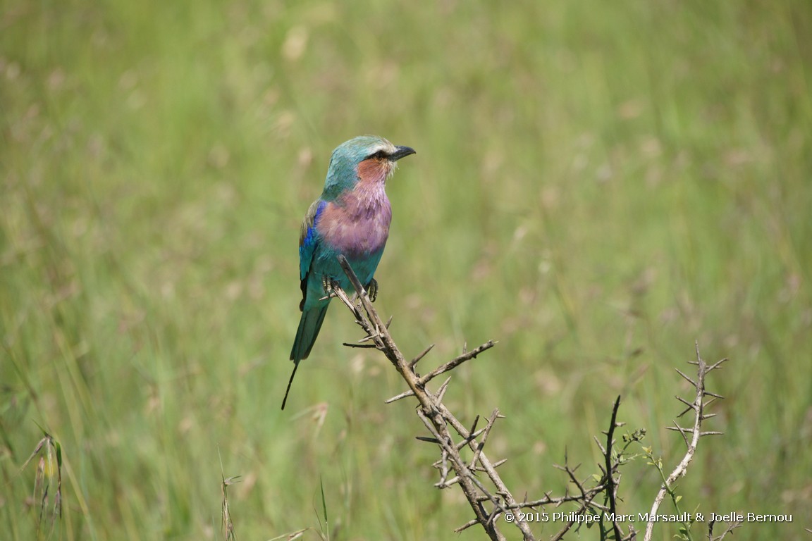 /ecran/Tanzanie_2015_0745.jpg