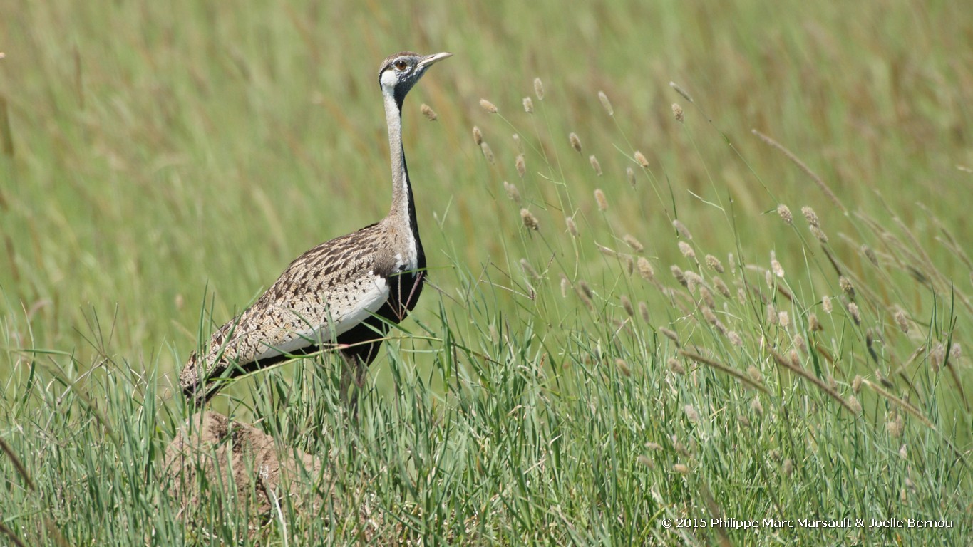 /ecran/Tanzanie_2015_0747.jpg