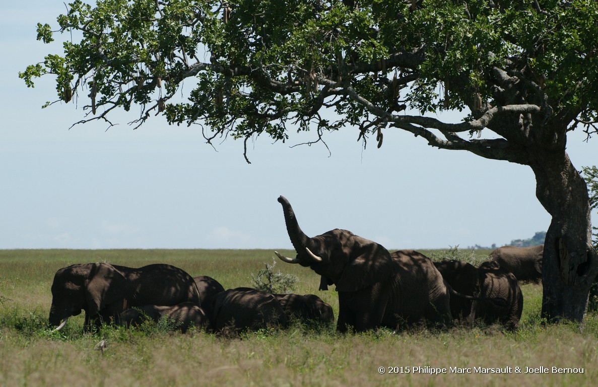 /ecran/Tanzanie_2015_0757.jpg