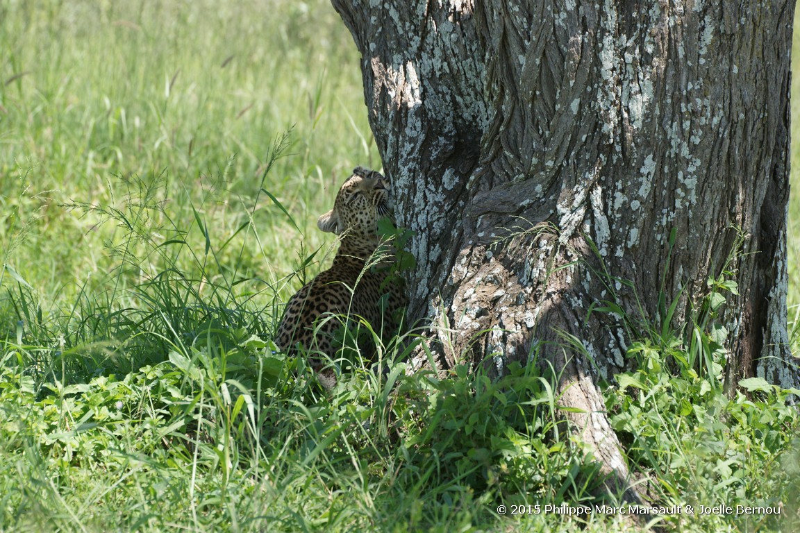 /ecran/Tanzanie_2015_0772.jpg