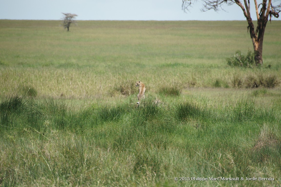 /ecran/Tanzanie_2015_0783.jpg