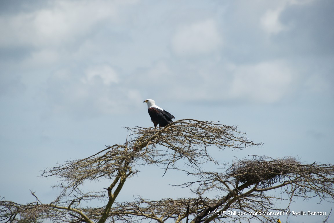 /ecran/Tanzanie_2015_0785.jpg