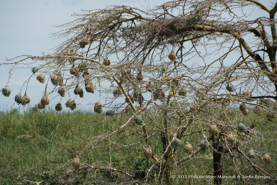 /ecran/Tanzanie_2015_0789.jpg