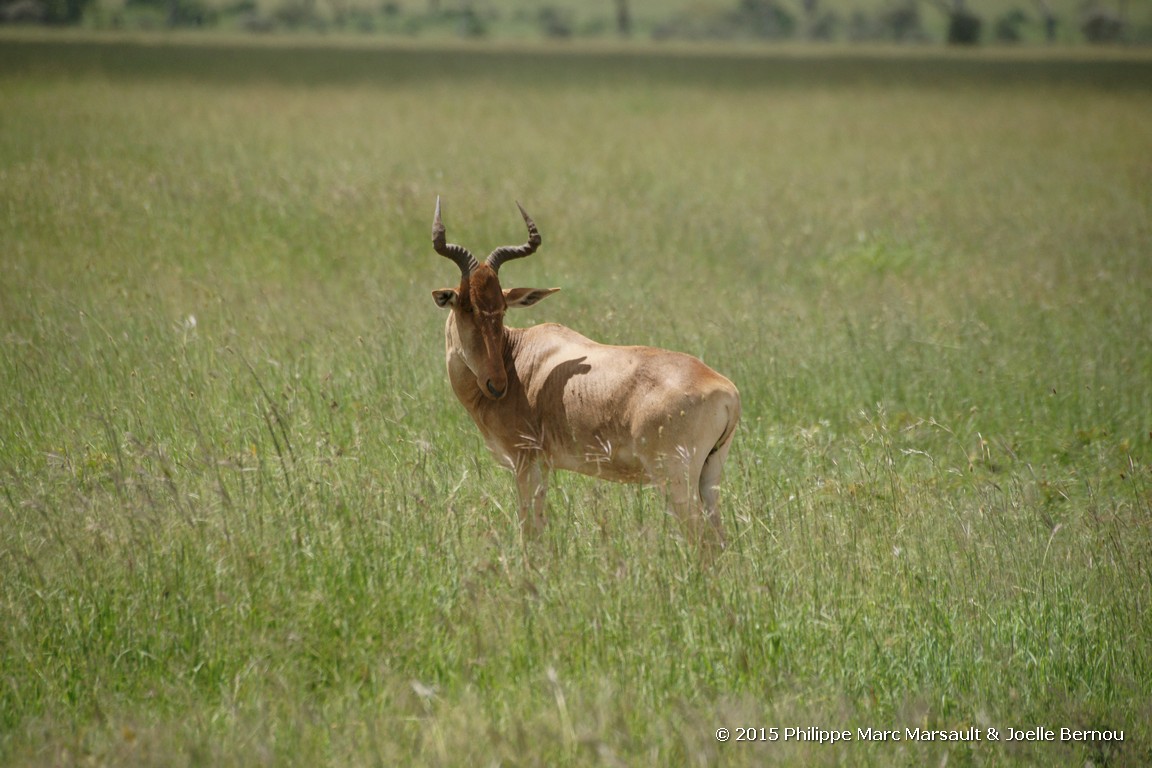 /ecran/Tanzanie_2015_0798.jpg