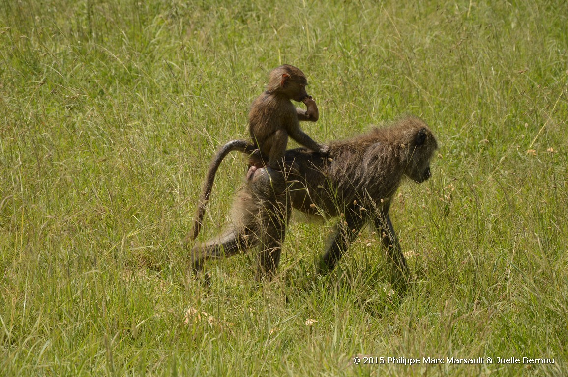 /ecran/Tanzanie_2015_0802.jpg