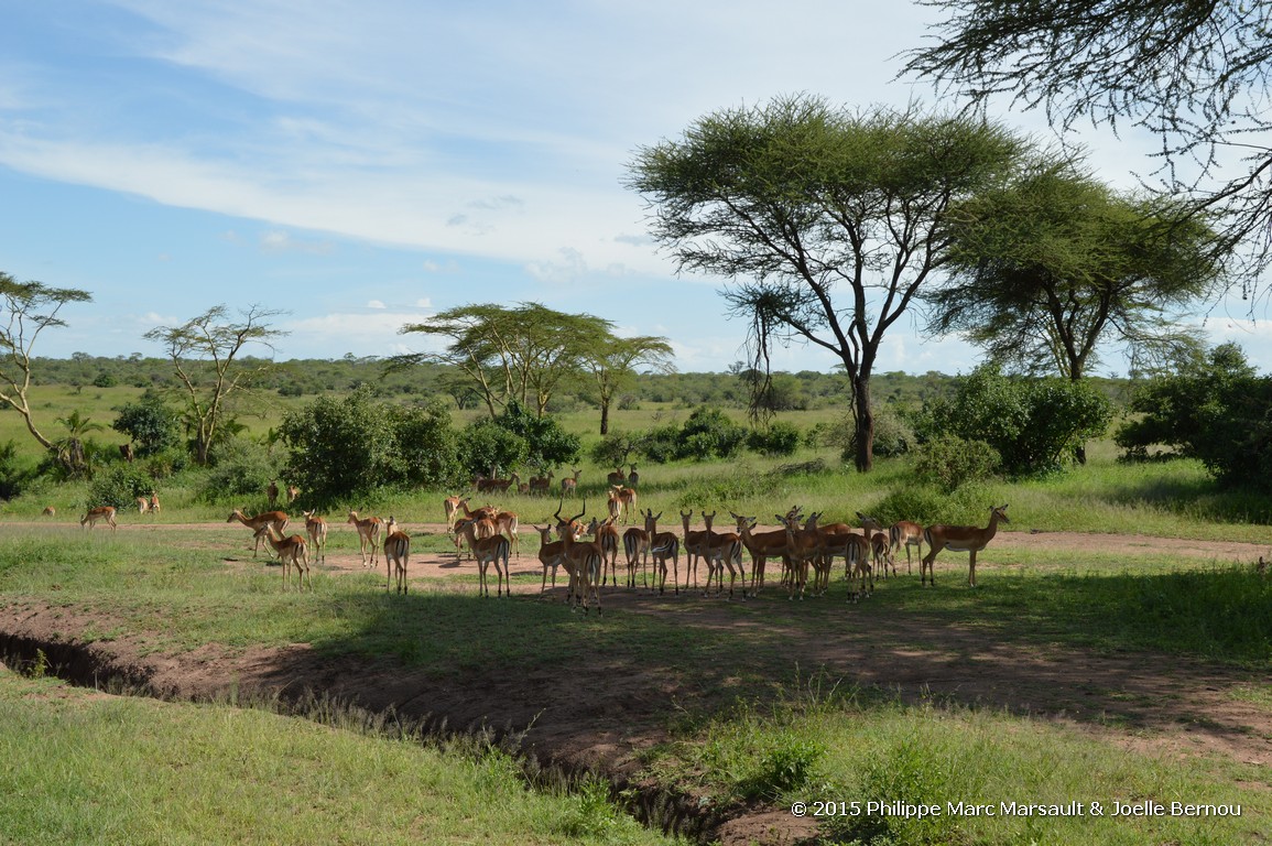 /ecran/Tanzanie_2015_0808.jpg