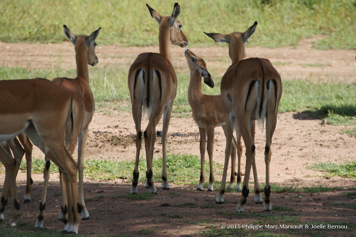 /ecran/Tanzanie_2015_0809.jpg