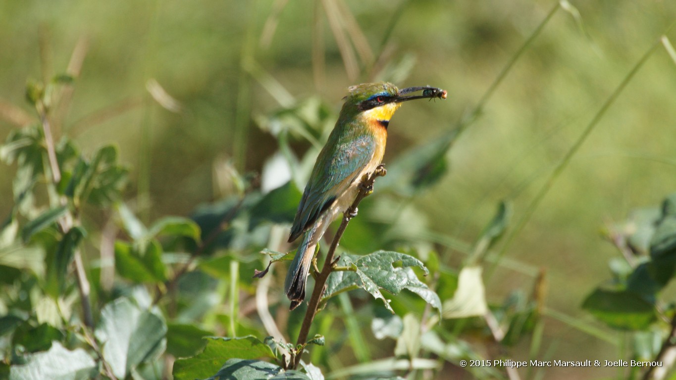 /ecran/Tanzanie_2015_0814.jpg