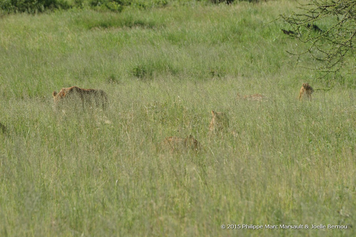 /ecran/Tanzanie_2015_0832.jpg