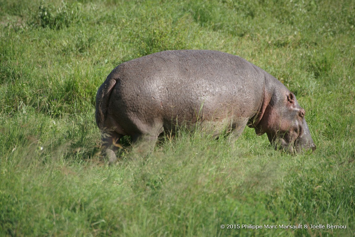 /ecran/Tanzanie_2015_0840.jpg