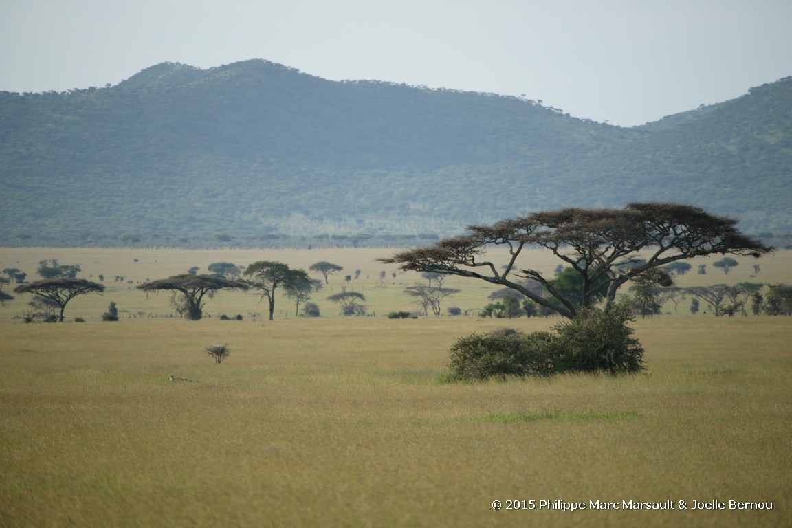 /ecran/Tanzanie_2015_0850.jpg