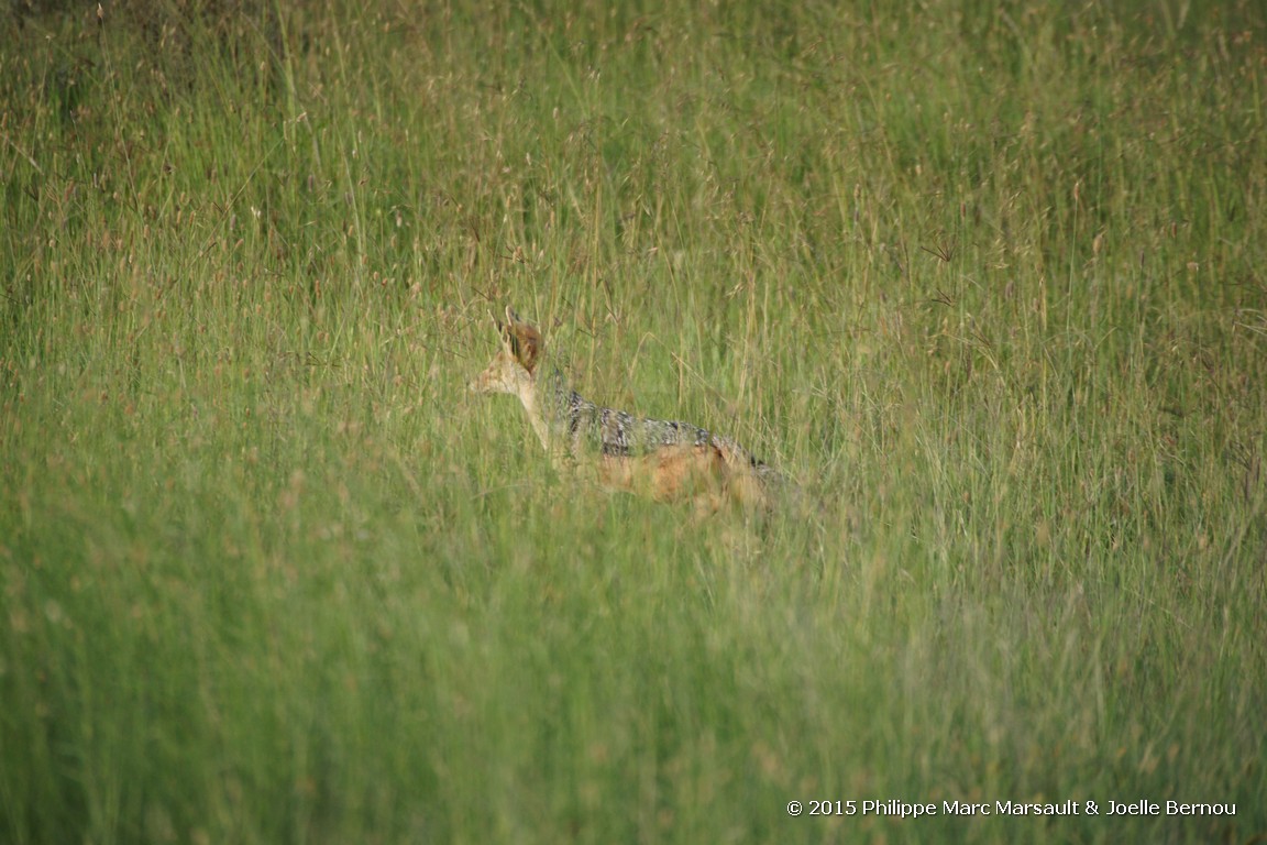 /ecran/Tanzanie_2015_0851.jpg