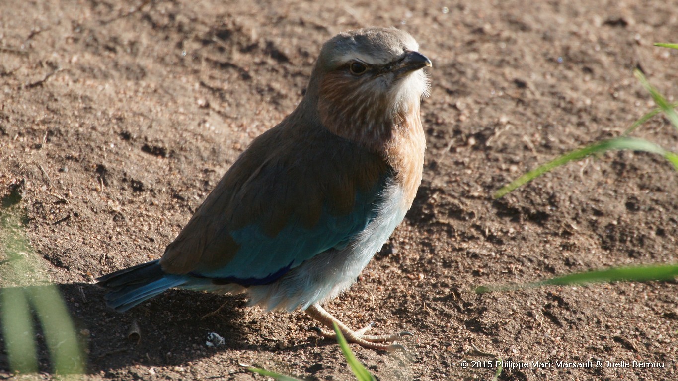 /ecran/Tanzanie_2015_0883.jpg