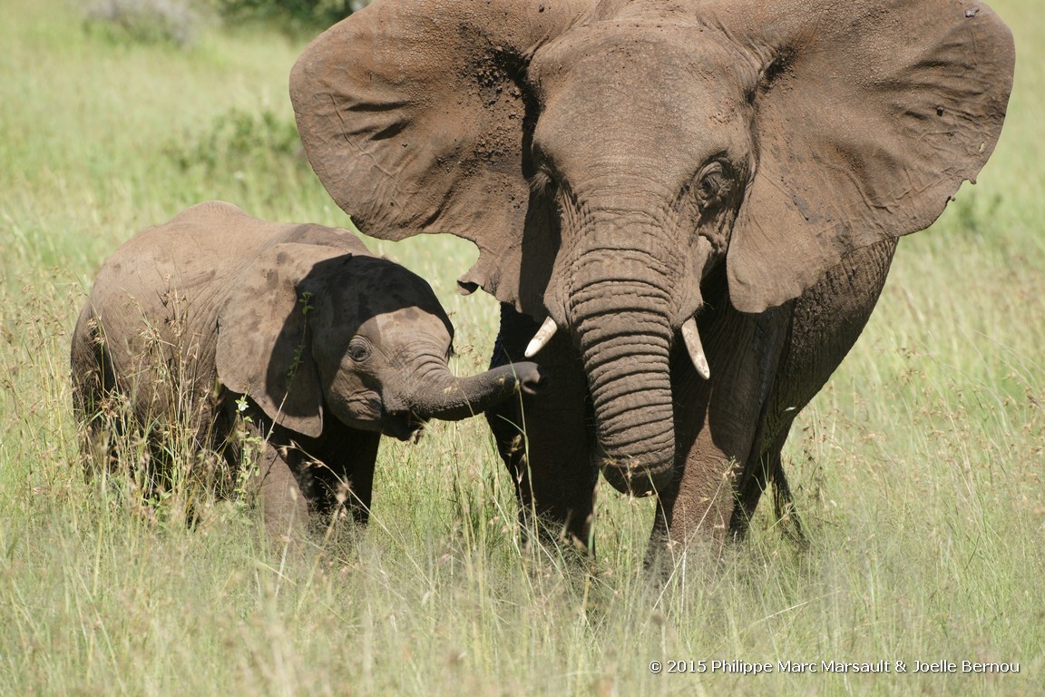 /ecran/Tanzanie_2015_0907.jpg