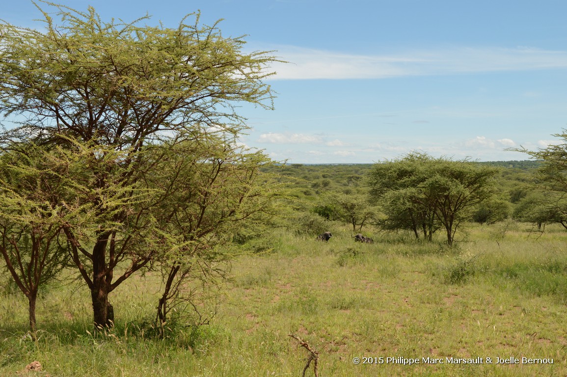 /ecran/Tanzanie_2015_0989.jpg