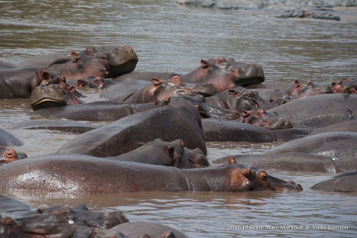 /ecran/Tanzanie_2015_0997.jpg