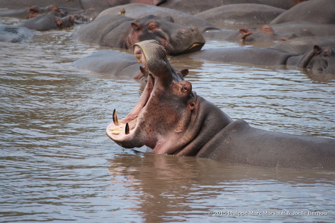 /ecran/Tanzanie_2015_1024.jpg