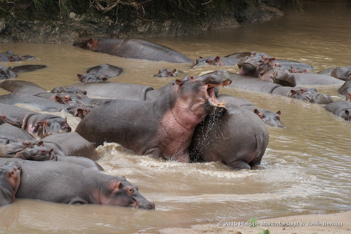 /ecran/Tanzanie_2015_1056.jpg