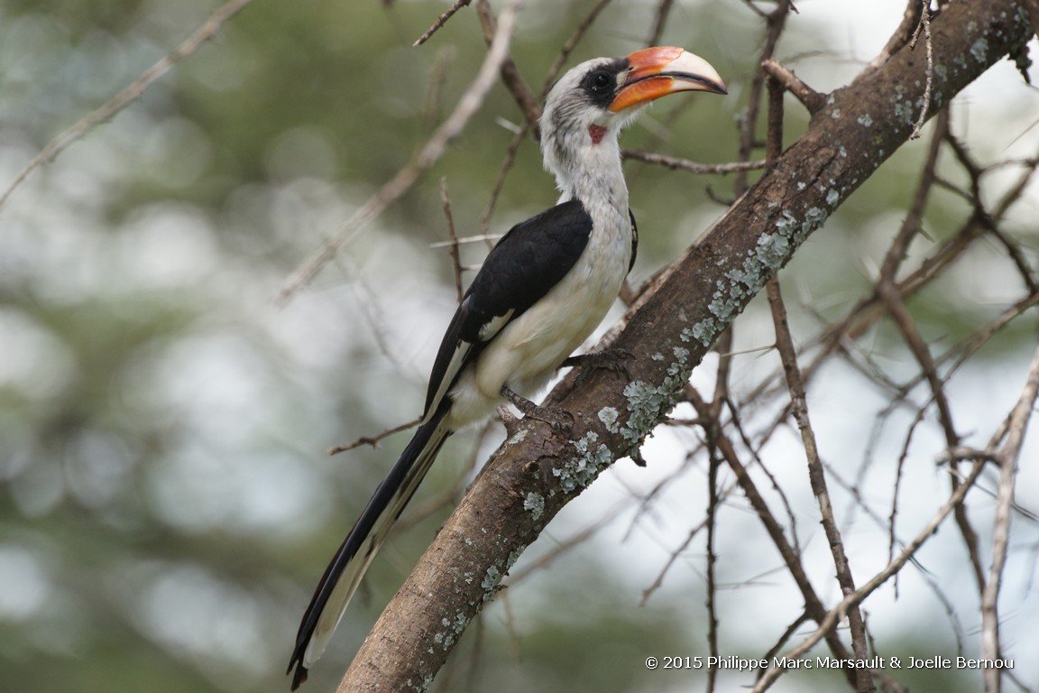 /ecran/Tanzanie_2015_1084.jpg