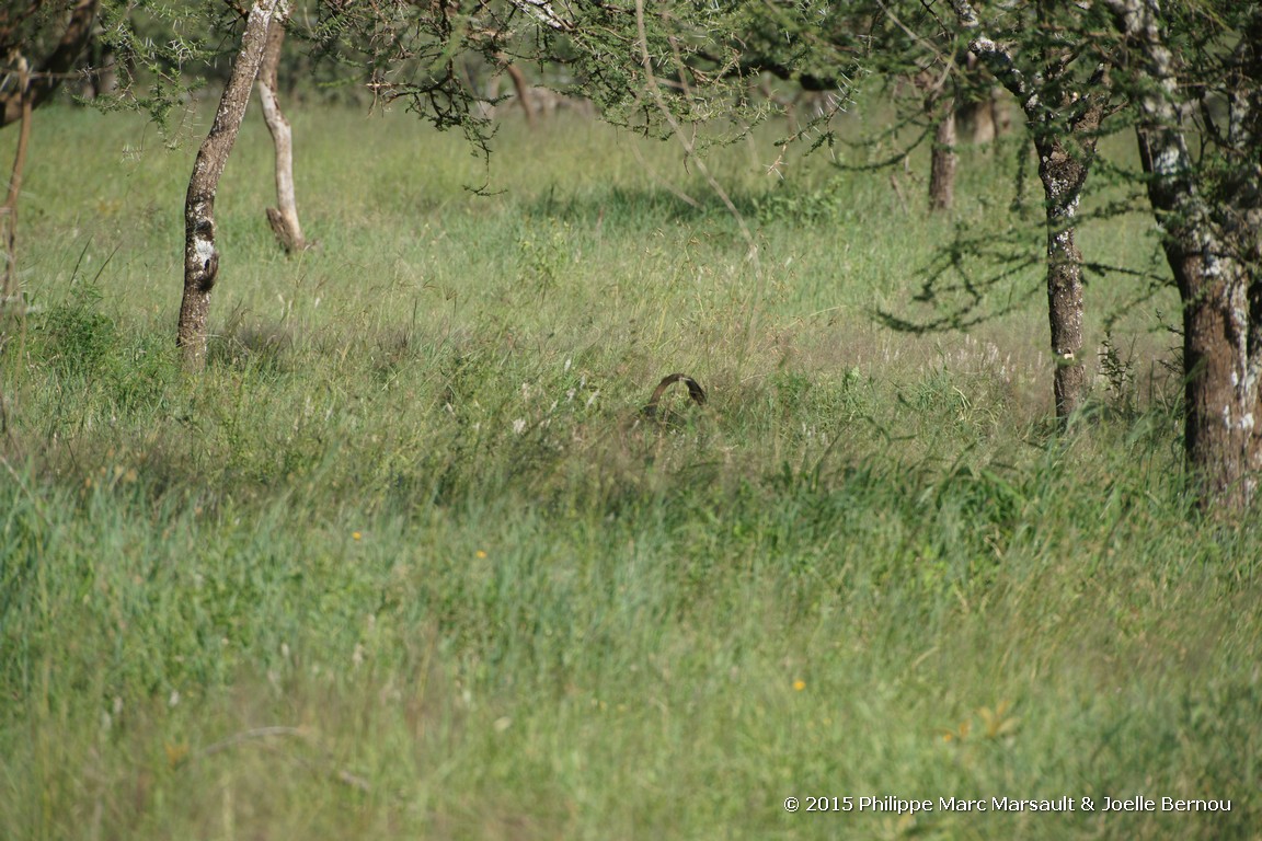 /ecran/Tanzanie_2015_1087.jpg