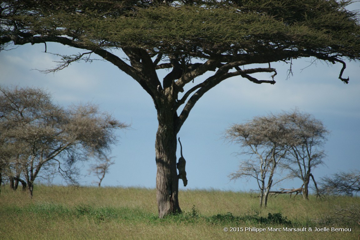 /ecran/Tanzanie_2015_1099.jpg