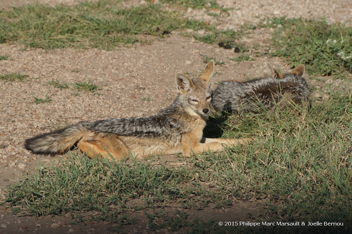 /ecran/Tanzanie_2015_1128.jpg