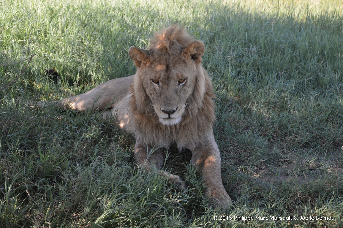 /ecran/Tanzanie_2015_1141.jpg