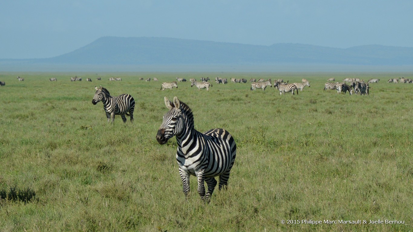 /ecran/Tanzanie_2015_1151.jpg