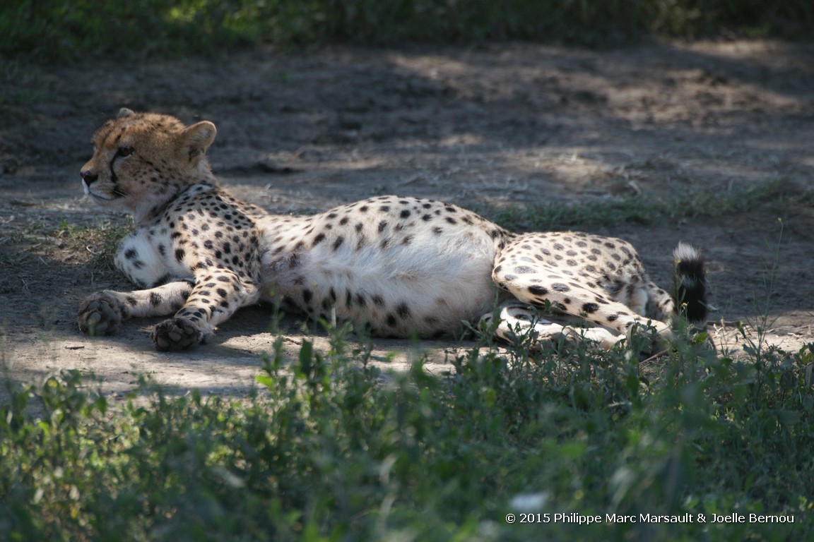 /ecran/Tanzanie_2015_1153.jpg