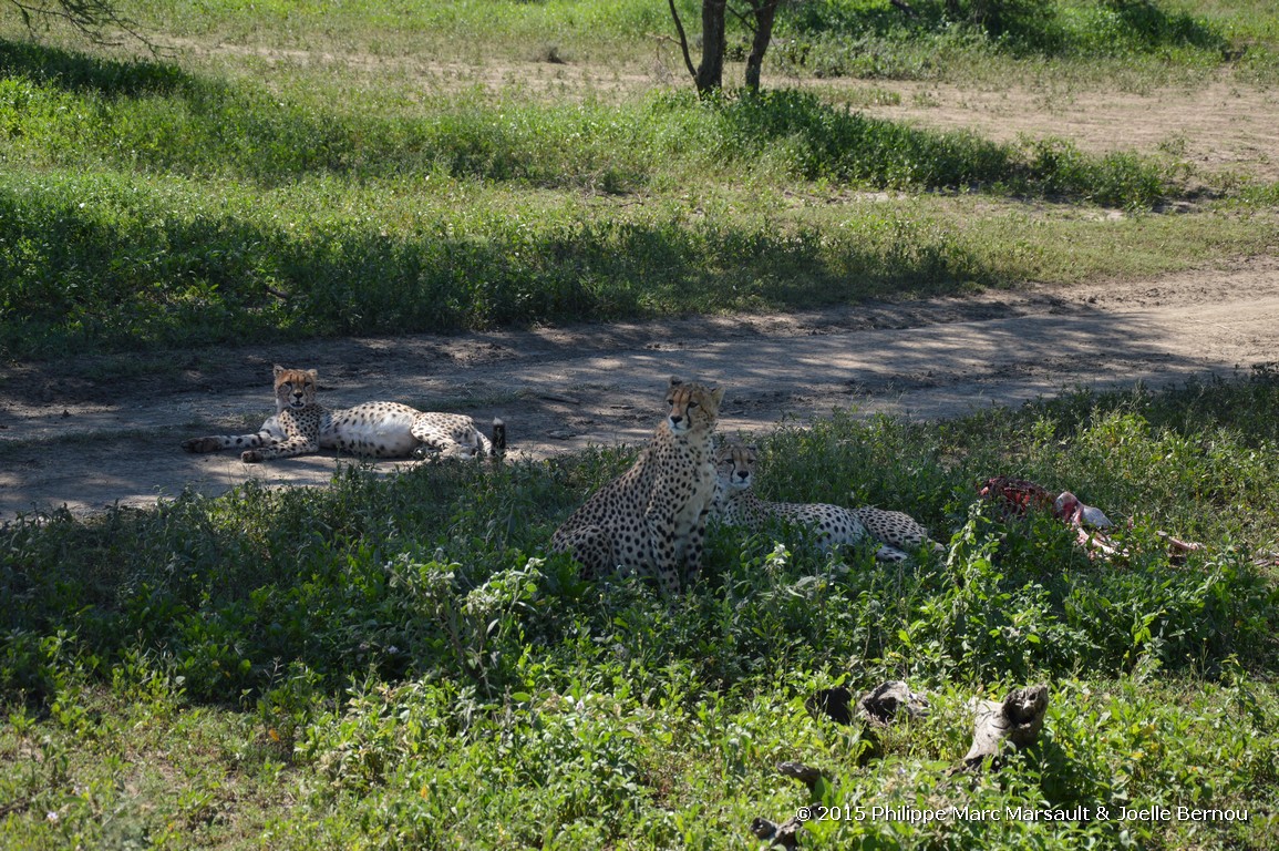 /ecran/Tanzanie_2015_1165.jpg