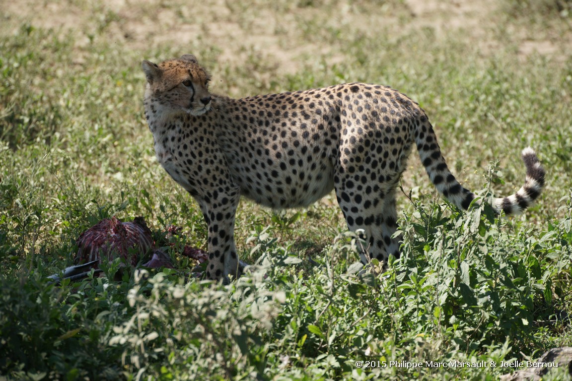 /ecran/Tanzanie_2015_1186.jpg