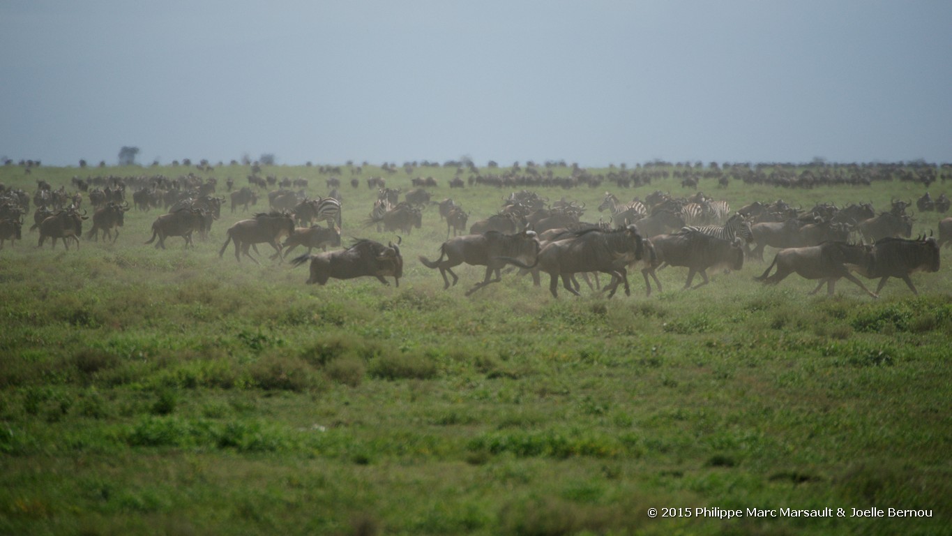 /ecran/Tanzanie_2015_1237.jpg