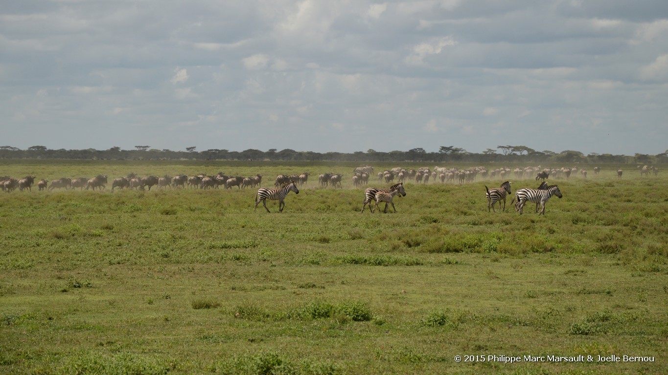 /ecran/Tanzanie_2015_1245.jpg