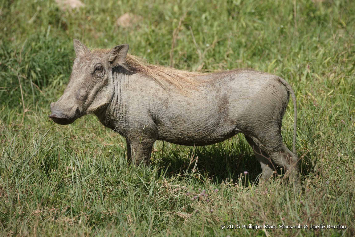 /ecran/Tanzanie_2015_1282.jpg