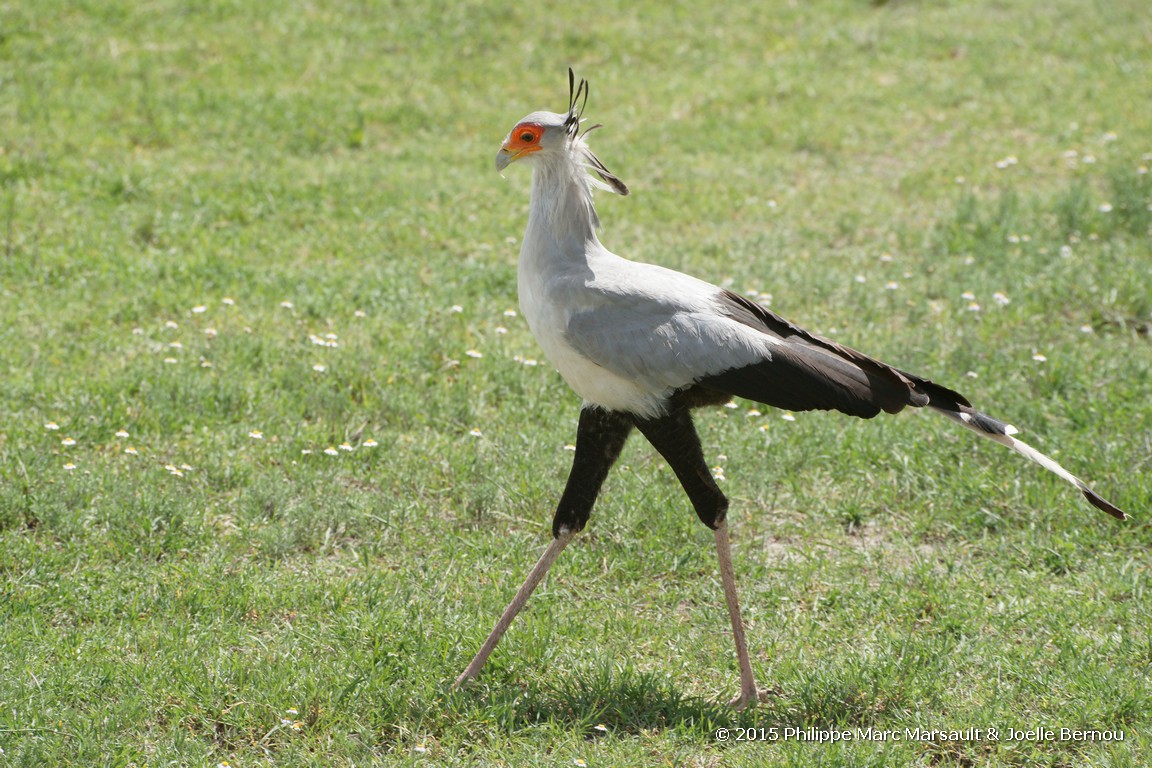 /ecran/Tanzanie_2015_1315.jpg