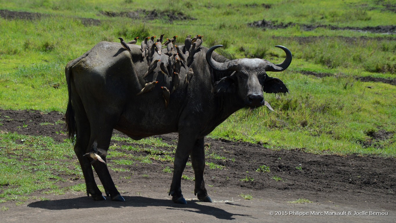 /ecran/Tanzanie_2015_1330.jpg