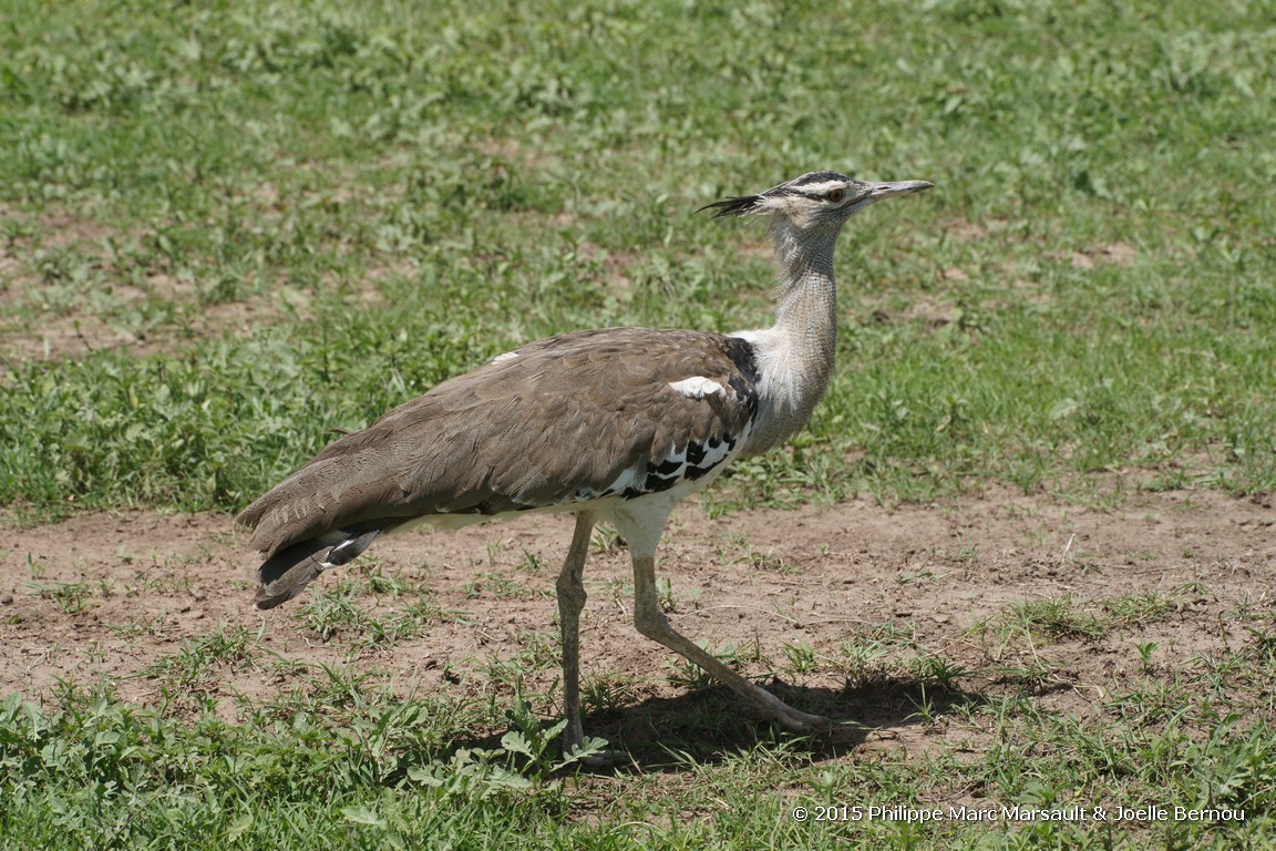 /ecran/Tanzanie_2015_1344.jpg