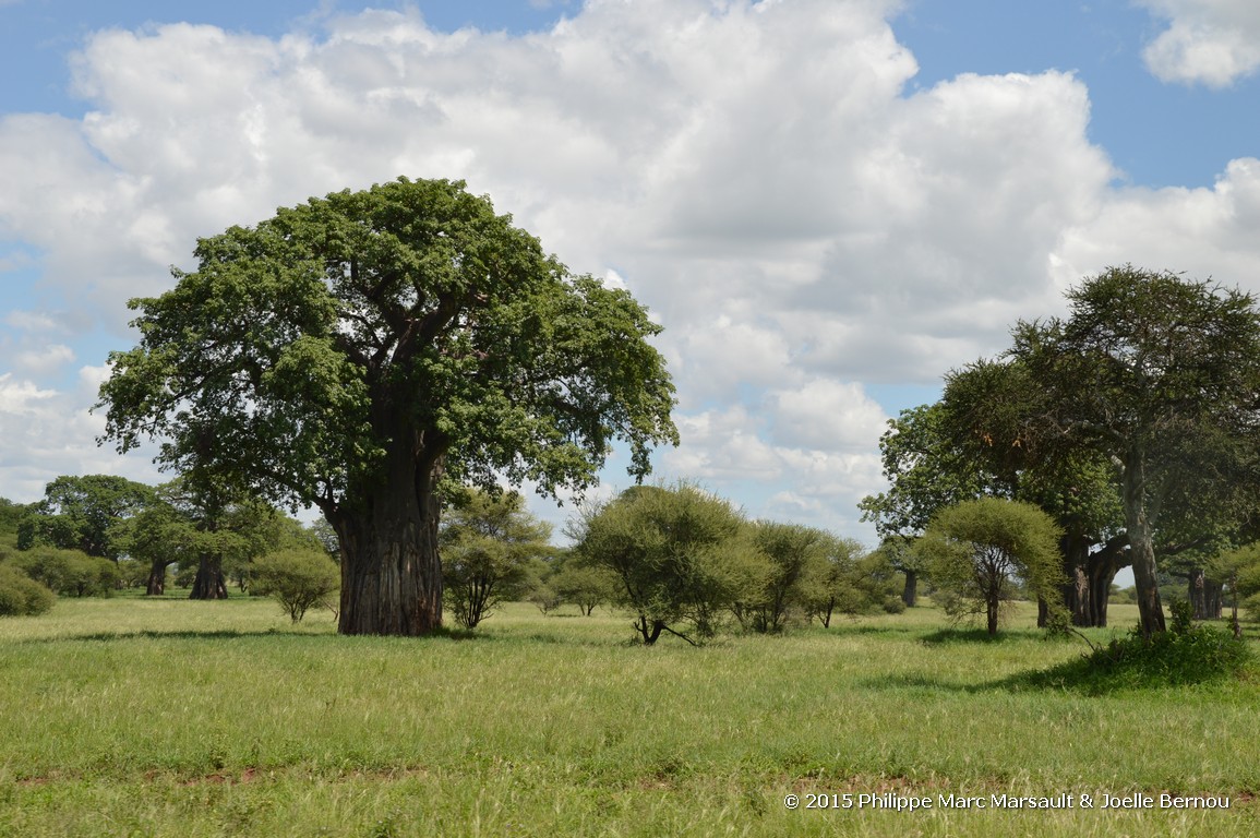 /ecran/Tanzanie_2015_1407.jpg