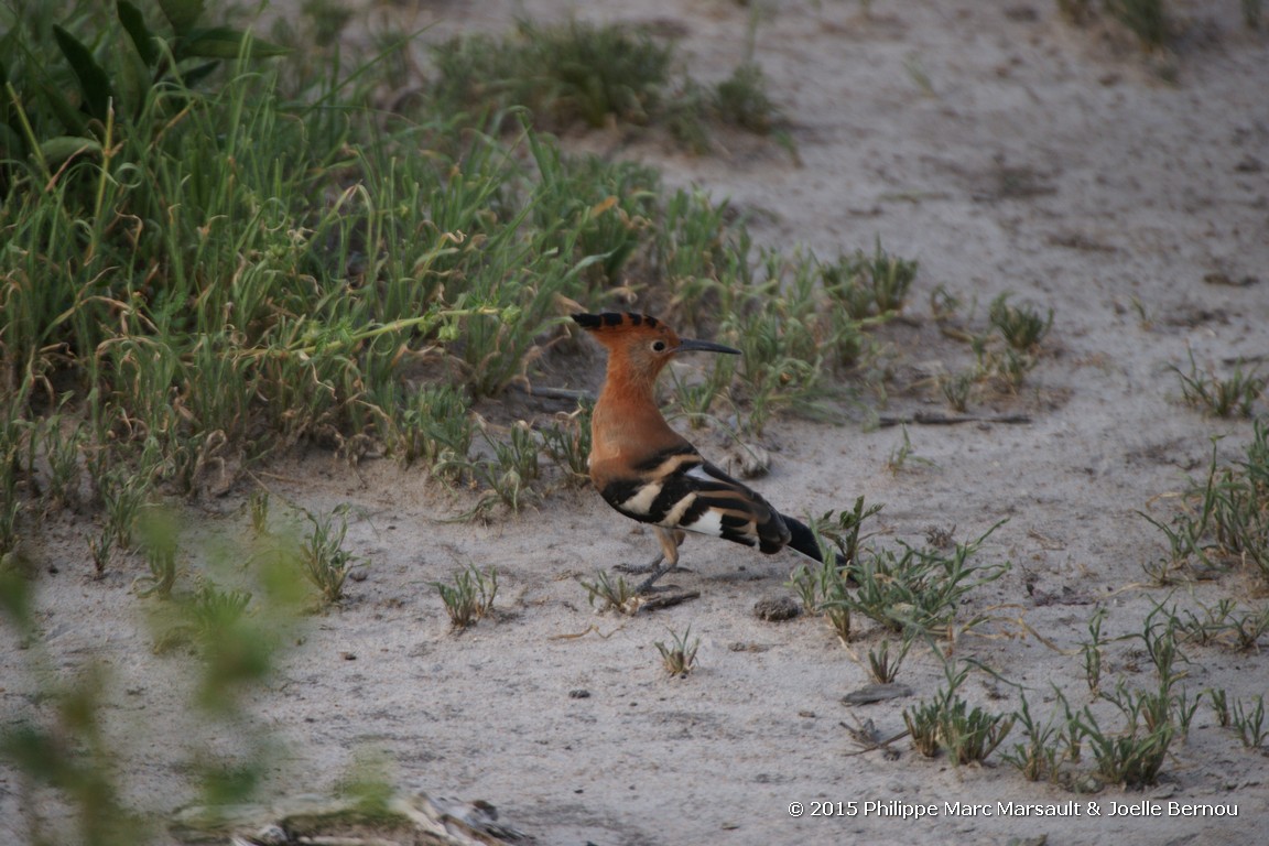 /ecran/Tanzanie_2015_1469.jpg