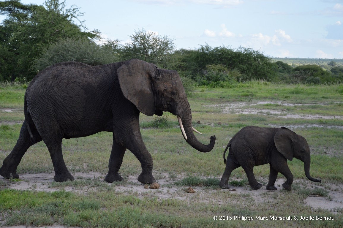 /ecran/Tanzanie_2015_1474.jpg