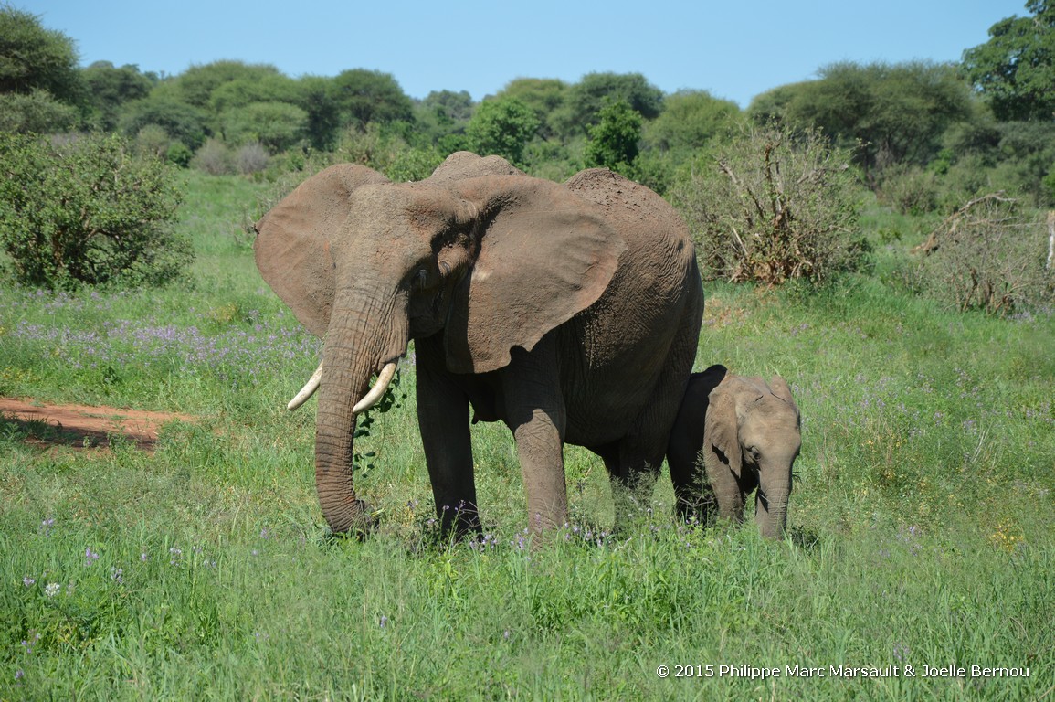 /ecran/Tanzanie_2015_1507.jpg