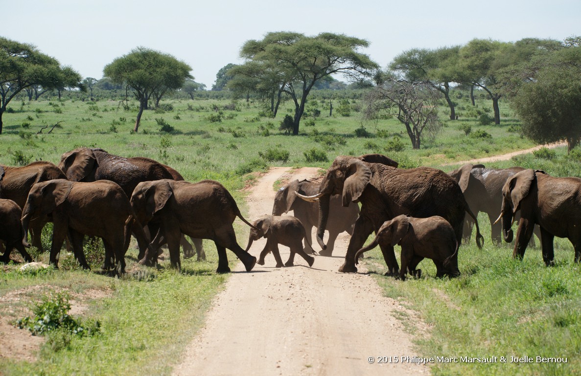 /ecran/Tanzanie_2015_1531.jpg