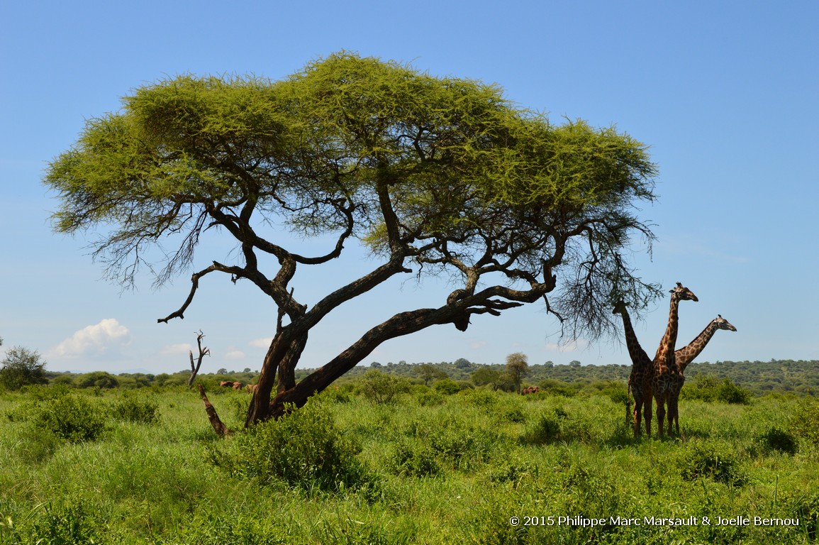 /ecran/Tanzanie_2015_1564.jpg