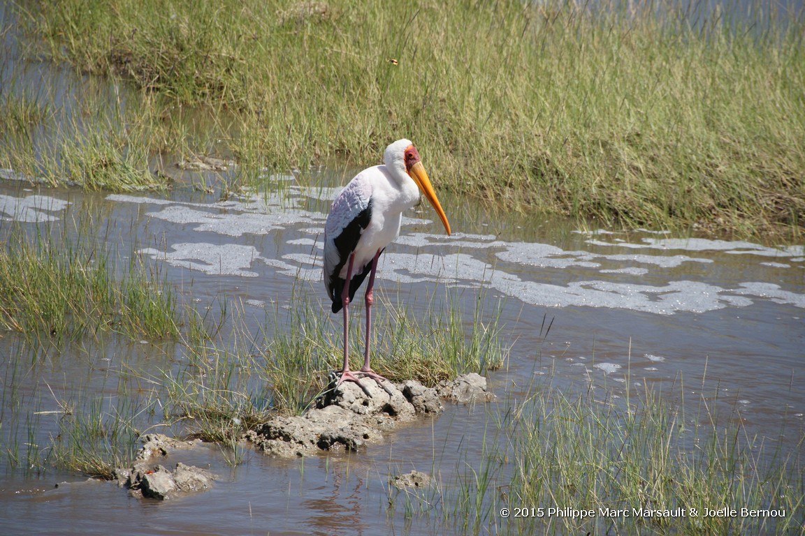 /ecran/Tanzanie_2015_1570.jpg