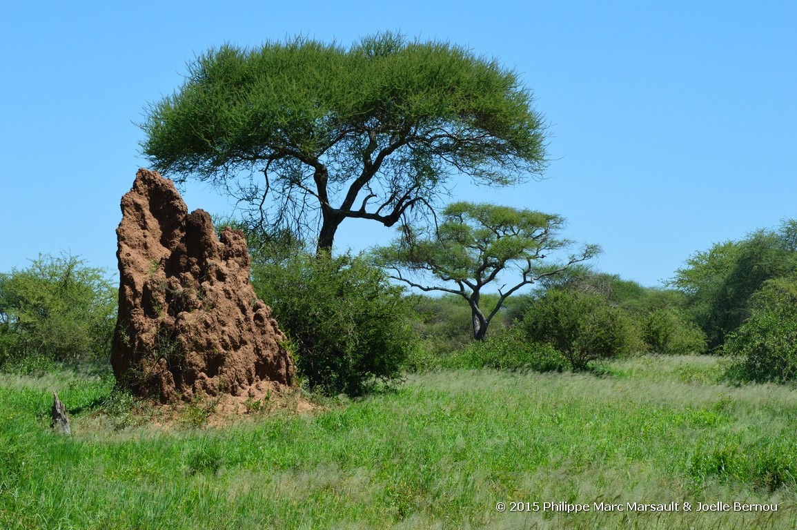 /ecran/Tanzanie_2015_1575.jpg