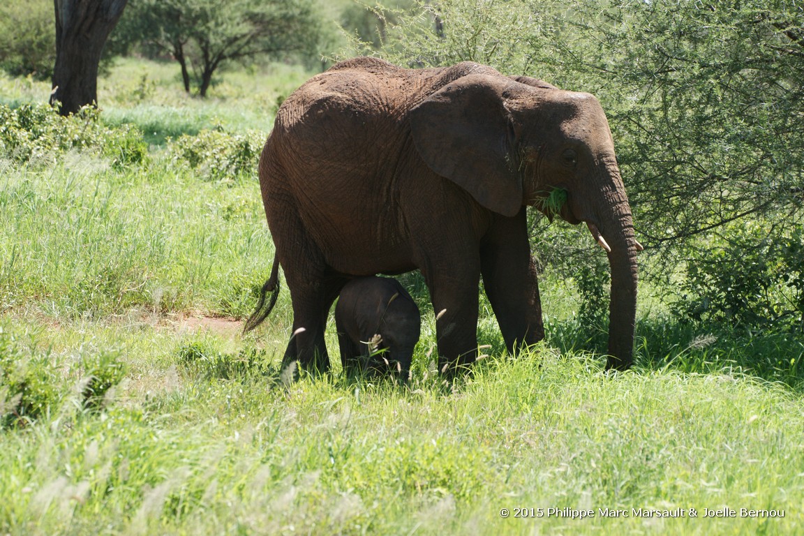 /ecran/Tanzanie_2015_1577.jpg