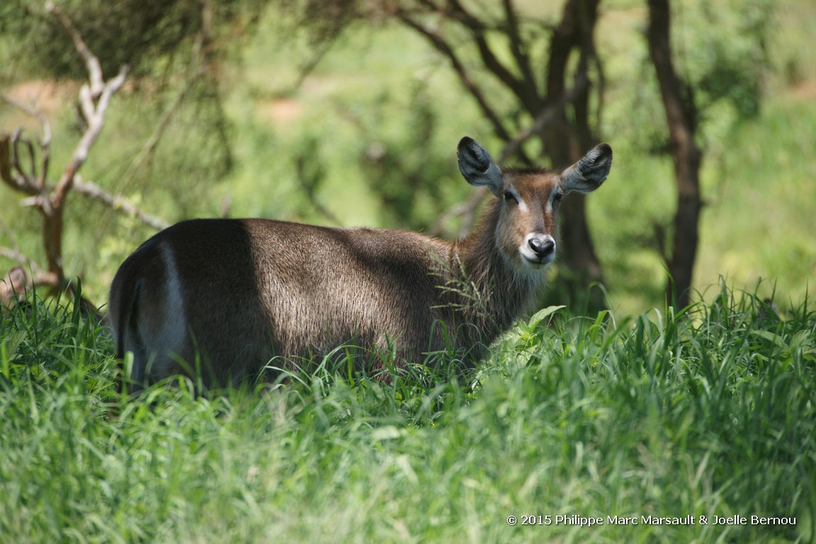 /ecran/Tanzanie_2015_1598.jpg