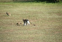 vignette Tanzanie_2015_0072.jpg 