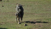 vignette Tanzanie_2015_0075.jpg 