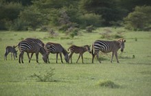 vignette Tanzanie_2015_0146.jpg 